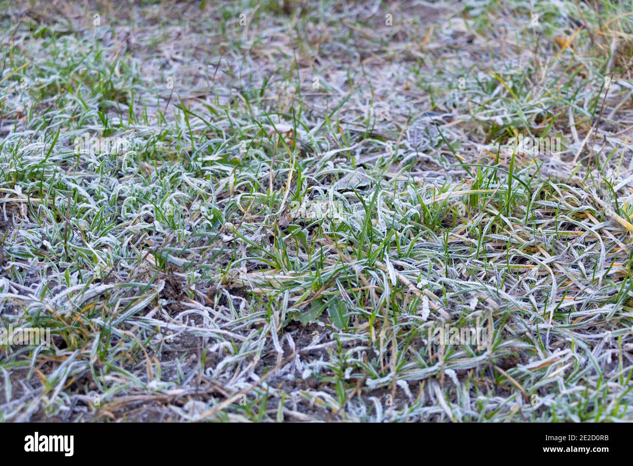Gefrorenes Gras zu Beginn des Winters Stockfoto