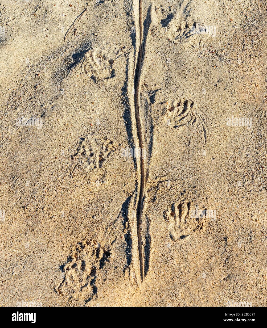 Marine Iguana (Amblyrhynchus cristatus) Spuren im Sand, Santa Cruz Insel, Galapagos Nationalpark, Ecuador. Stockfoto