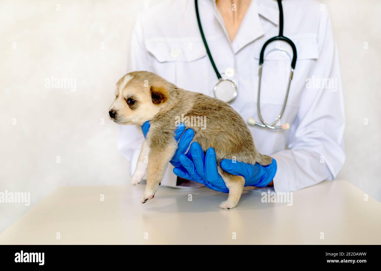 Tierarzt Untersuchung eines niedlichen Hund in der medizinischen Office.Pet Pflege in der Tierklinik. Hände eines jungen Spezialisten.Mongrel, reinrassig Hund Stockfoto