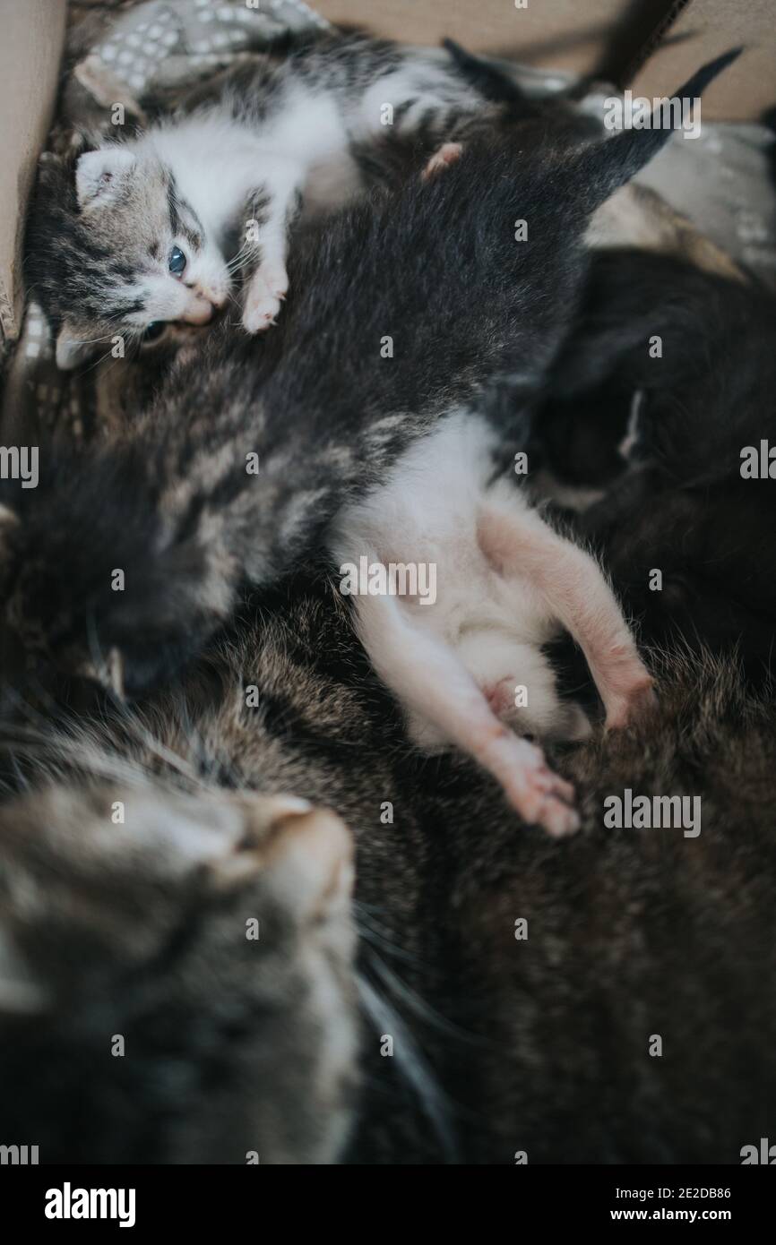 Schöne Aufnahme einer schlafenden Katze mit ihrer Neugeborenen Kleine Katzen in einer Schachtel Stockfoto