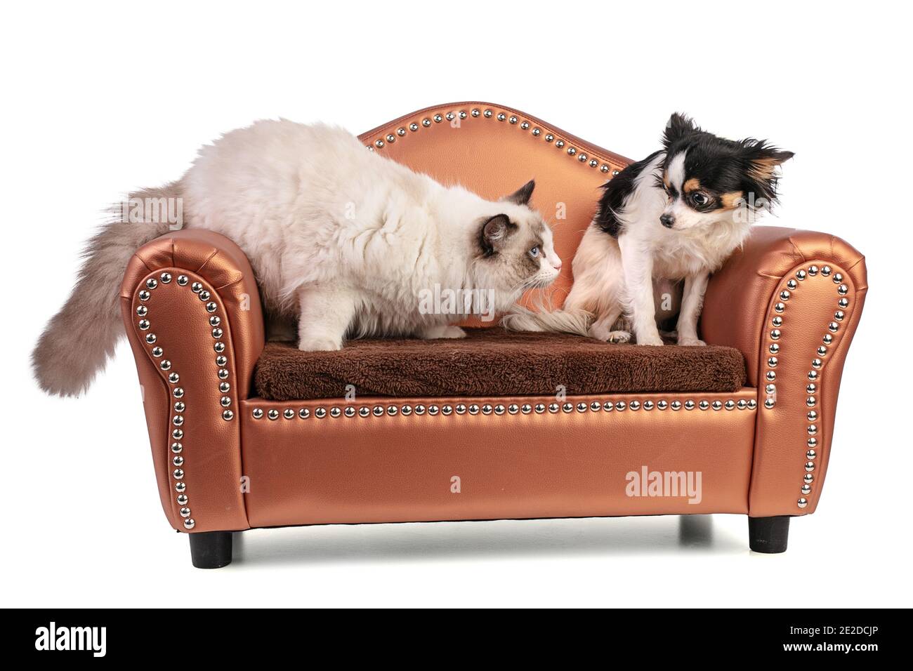 Junge Ragdoll Katze sechs Monate alt im Studio Stockfoto