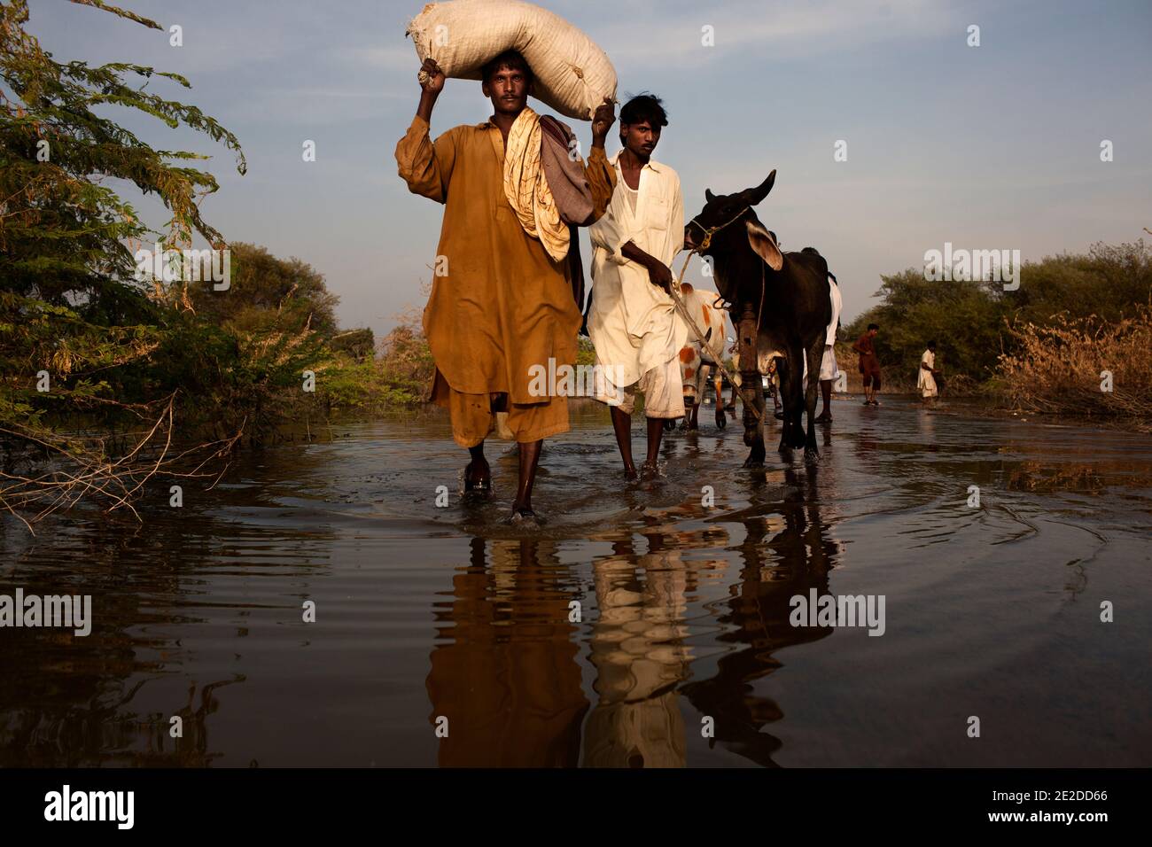 Eine Gruppe von Landwirten, die am 30. Oktober 2011 auf der Straße unter Wasser im Bezirk mir pur Khas in Pakistan unterwegs sind. Die diesjährige Krise konzentriert sich auf Sindh. Foto von ABACAPRESS.COM Stockfoto