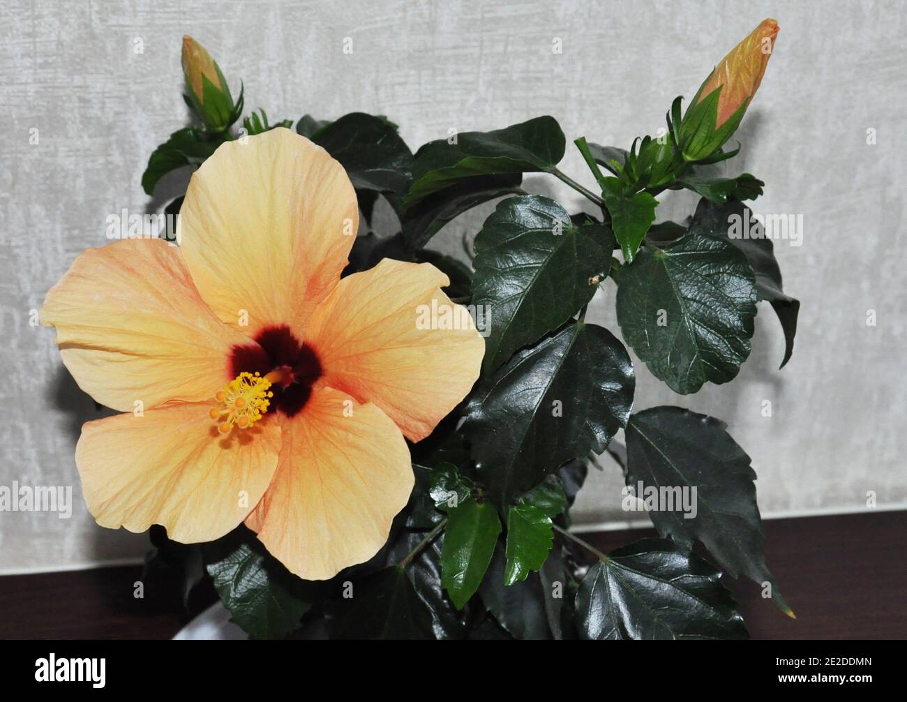 Hibiskus in einem Topf zu Hause wachsen. Orangefarbene Hibiskusblten  Stockfotografie - Alamy