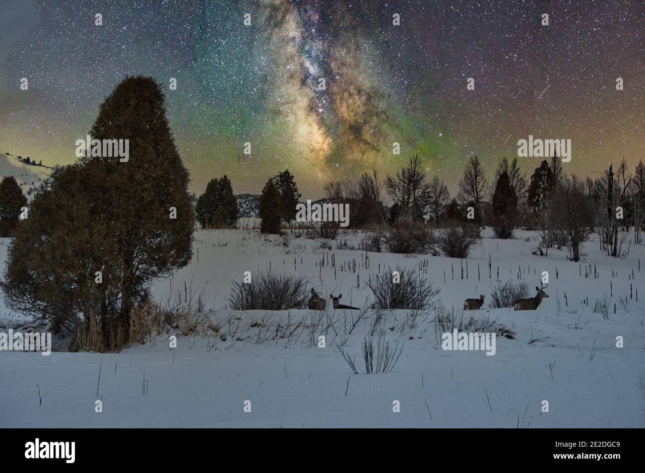 Schöne Aussicht auf Winterlandschaften unter einem Sternenhimmel Stockfoto