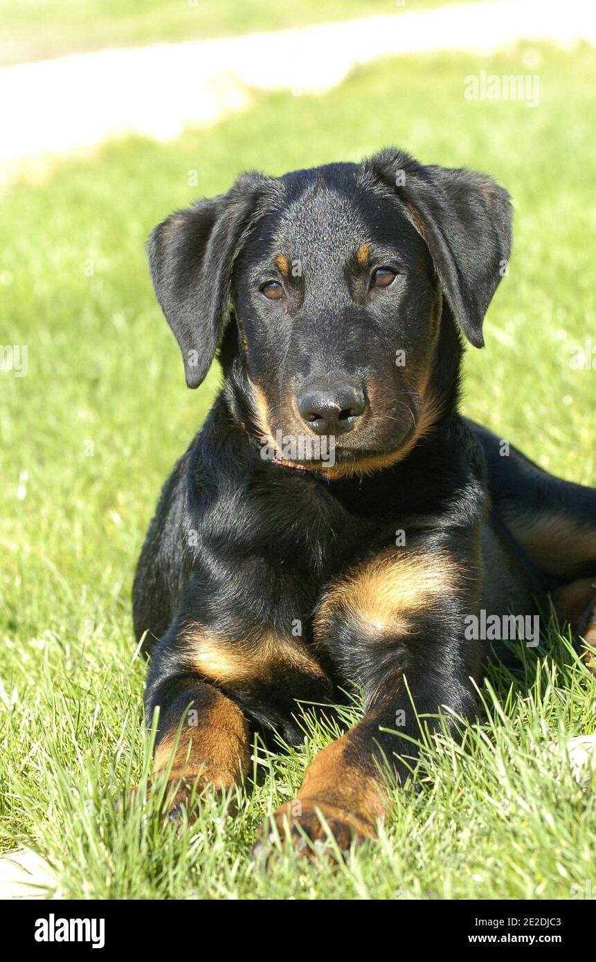 Schäferhunde ' beauceron' Welpen. Der Beauceron ist ein Wachhund und Herdenhund Rasse, die in die Kategorie Arbeitshund fallen, deren Ursprünge in den Ebenen von Nordfrankreich liegen. Der Beauceron ist auch als Berger de Beauce (Schäferhund aus Beauce) oder Bas Rouge (rote Strümpfe), NY, USA, 2011 bekannt. Fotos von Marie PSAILA/ ABACAPRESS.COM Beauceron,Berger de Beauce, Berger français ou Bas-Rouge, espèce( Canis lupus familiaris ),chien de berger d'origine française, NY, Etats-unis, 2011. Fotos von Marie PSAILA/ ABACAPRESS.COM Stockfoto