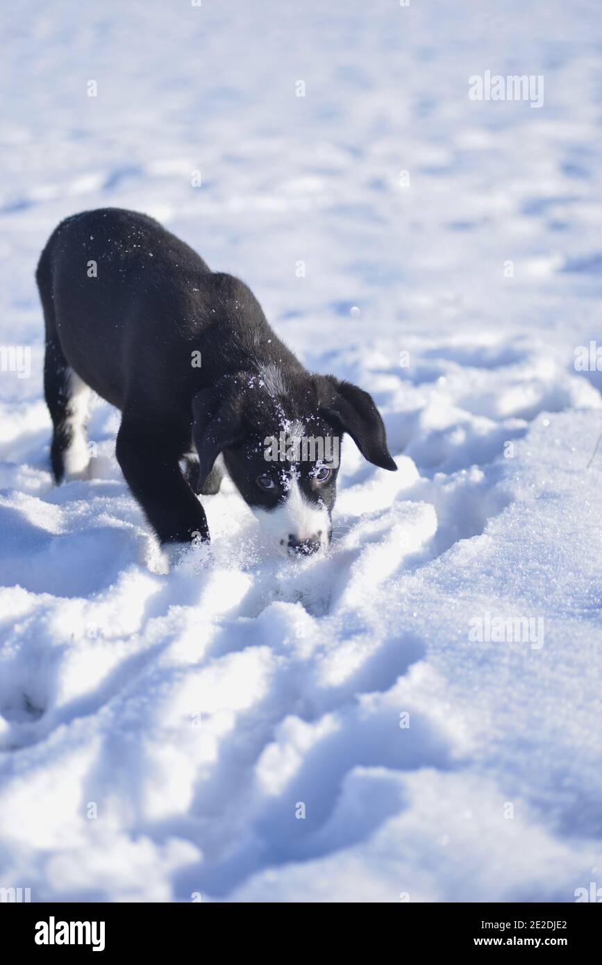 Ein Welpe lernt den Winter kennen Stockfoto