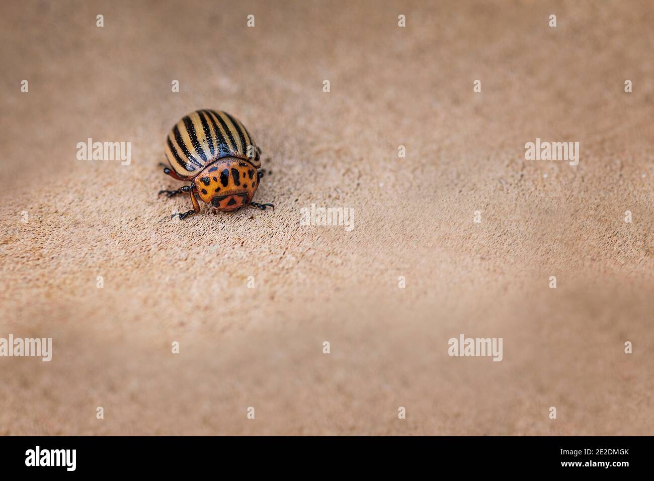 Kartoffel Bugs auf Laub der Kartoffel in der Natur, natürliche Hintergrund, Ansicht schließen. Coloradokäfer isst eine Kartoffel junge Blätter. Stockfoto