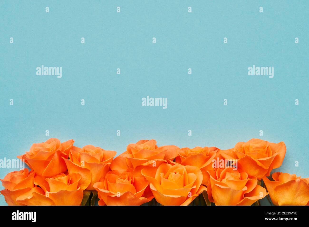 Orangefarbene Rosen Blumen umrandet auf blauem Hintergrund. Valentinstag, Muttertag und Geburtstagsfeier Konzept. Flach liegend Stockfoto