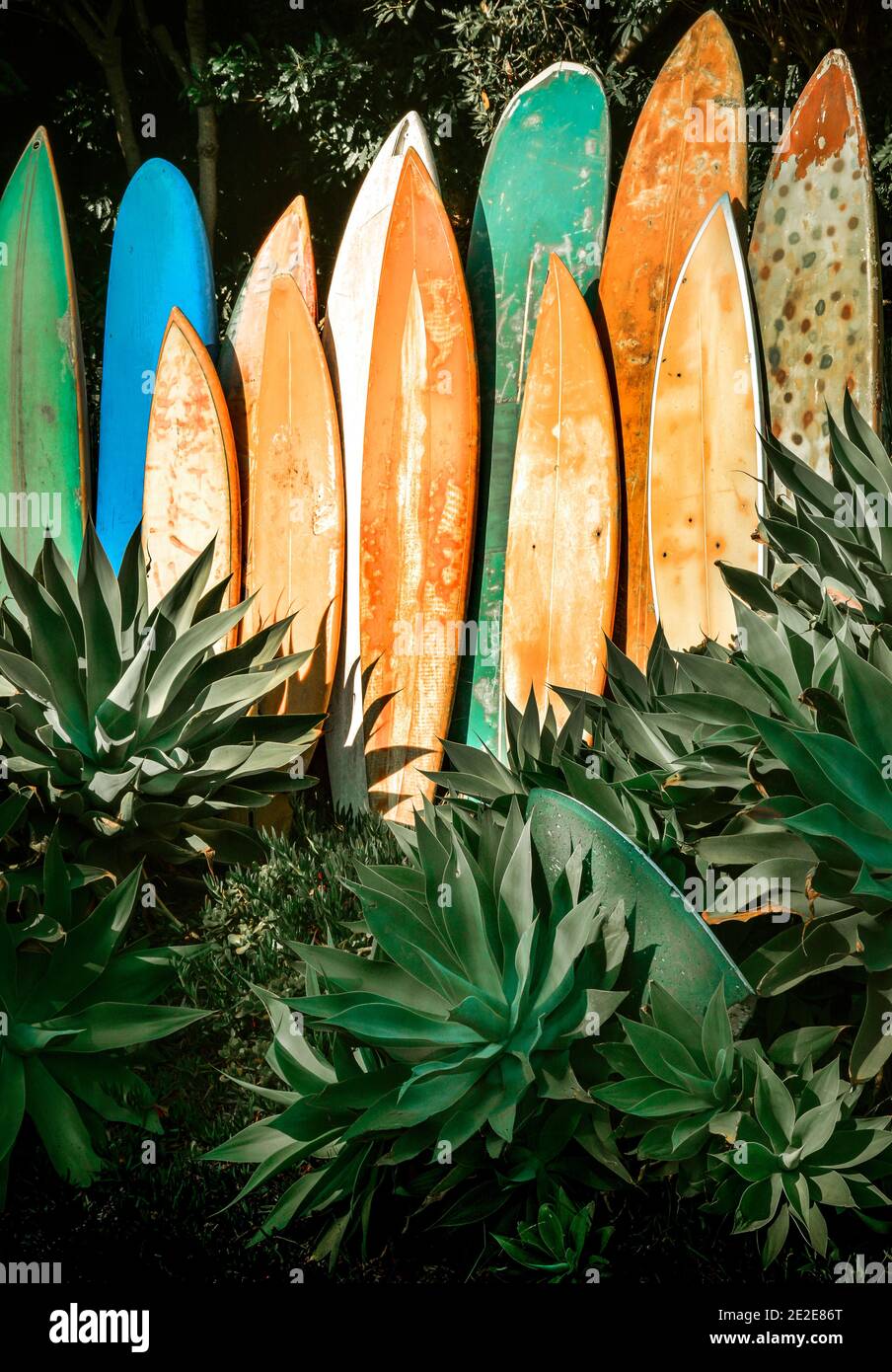 Ein vertikales Line-up von pensionierten, grungigen, Vintage Surfbrettern in einem Agavengarten in Südkalifornien, USA Stockfoto