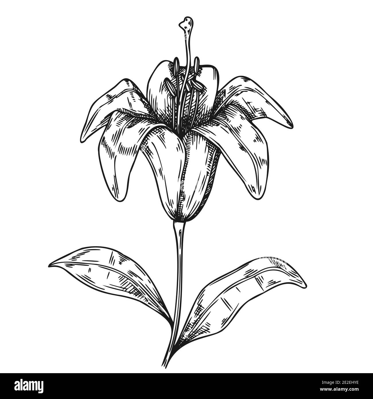 Skizze der Blumen. Lily isoliert auf weißem Hintergrund. Vector Illustration Stock Vektor