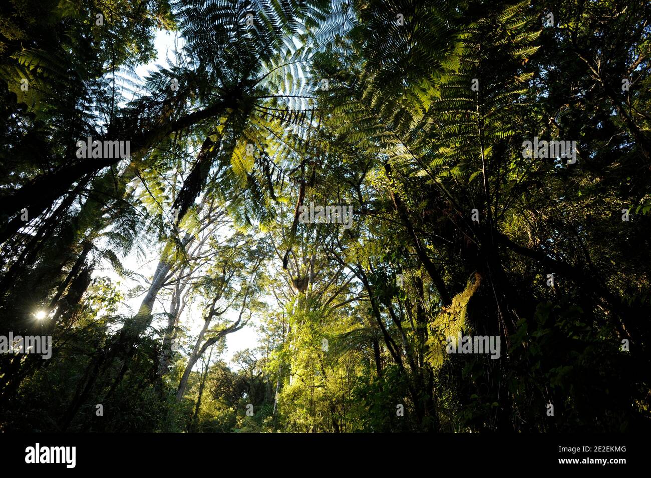 Der endemische Wald von Waipoua, ist dieses Gebiet ein Heiligtum der Pflanzen und Tiere. Urwald, der die ältesten Bäume auf der Insel enthält, ist es fast verschwunden trotz des Wunsches, Bürger zu erhalten, und das seit den 40er Jahren. Und im Jahr 1952 ist eine Fläche von 80 km2 Waldreservat für alle Zeit unantastbar. Neuseeland.Foret de Waipoua, cette Zone est un veritable sanctuaire vegetal et animal. Foret primordiale contenant les plus vieux arbres de l'ile, elle a failli disparaitre malgre une volonte citoyenne de la preserver, et ce depuis les annees 40. En 1952, un espace de 80 km2 devient Reserve fo Stockfoto