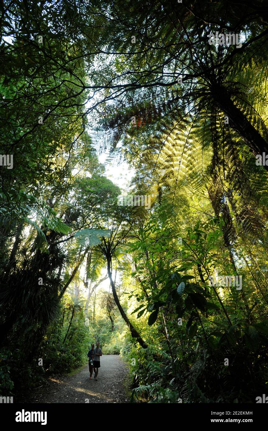 Der endemische Wald von Waipoua, ist dieses Gebiet ein Heiligtum der Pflanzen und Tiere. Urwald, der die ältesten Bäume auf der Insel enthält, ist es fast verschwunden trotz des Wunsches, Bürger zu erhalten, und das seit den 40er Jahren. Und im Jahr 1952 ist eine Fläche von 80 km2 Waldreservat für alle Zeit unantastbar. Neuseeland.Foret de Waipoua, cette Zone est un veritable sanctuaire vegetal et animal. Foret primordiale contenant les plus vieux arbres de l'ile, elle a failli disparaitre malgre une volonte citoyenne de la preserver, et ce depuis les annees 40. En 1952, un espace de 80 km2 devient Reserve fo Stockfoto