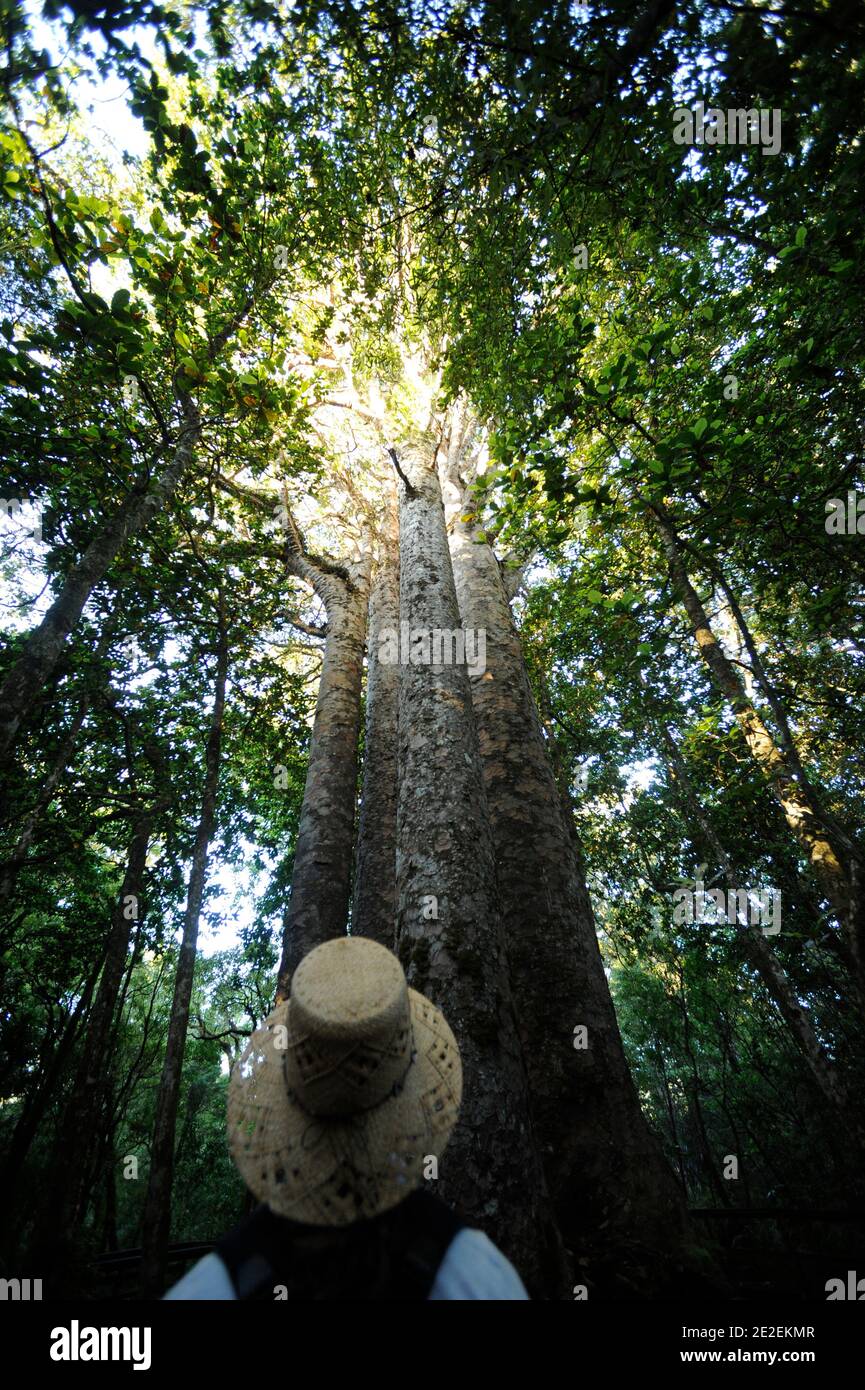 Der endemische Wald von Waipoua, ist dieses Gebiet ein Heiligtum der Pflanzen und Tiere. Urwald, der die ältesten Bäume auf der Insel enthält, ist es fast verschwunden trotz des Wunsches, Bürger zu erhalten, und das seit den 40er Jahren. Und im Jahr 1952 ist eine Fläche von 80 km2 Waldreservat für alle Zeit unantastbar. Neuseeland.Foret de Waipoua, cette Zone est un veritable sanctuaire vegetal et animal. Foret primordiale contenant les plus vieux arbres de l'ile, elle a failli disparaitre malgre une volonte citoyenne de la preserver, et ce depuis les annees 40. En 1952, un espace de 80 km2 devient Reserve fo Stockfoto