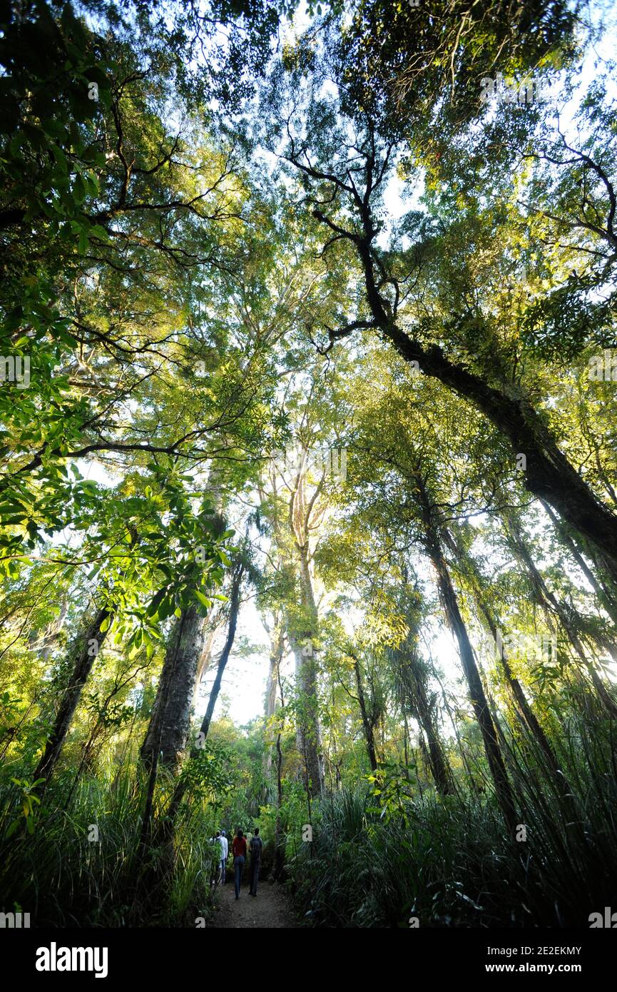 Der endemische Wald von Waipoua, ist dieses Gebiet ein Heiligtum der Pflanzen und Tiere. Urwald, der die ältesten Bäume auf der Insel enthält, ist es fast verschwunden trotz des Wunsches, Bürger zu erhalten, und das seit den 40er Jahren. Und im Jahr 1952 ist eine Fläche von 80 km2 Waldreservat für alle Zeit unantastbar. Neuseeland.Foret de Waipoua, cette Zone est un veritable sanctuaire vegetal et animal. Foret primordiale contenant les plus vieux arbres de l'ile, elle a failli disparaitre malgre une volonte citoyenne de la preserver, et ce depuis les annees 40. En 1952, un espace de 80 km2 devient Reserve fo Stockfoto