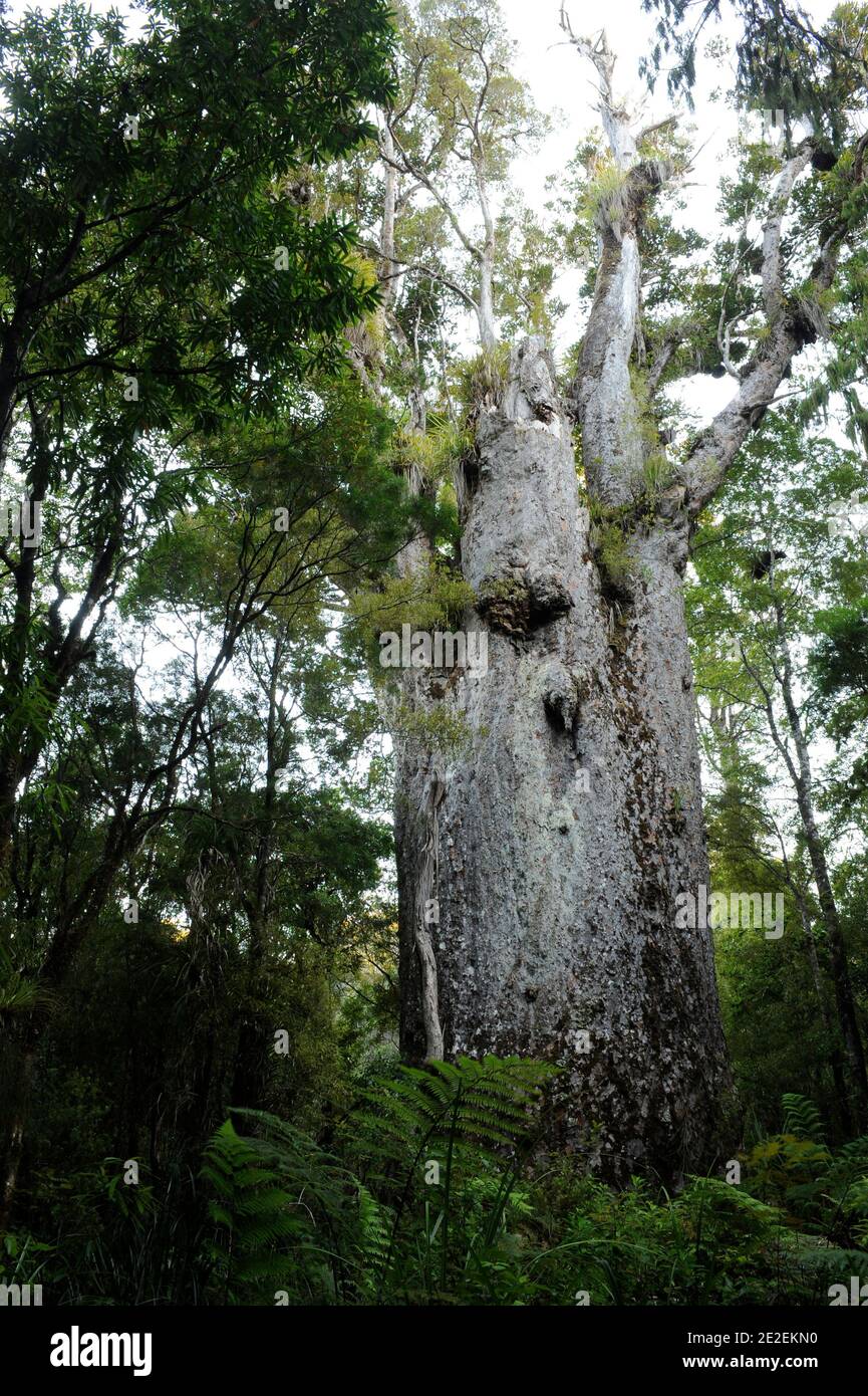 Der endemische Wald von Waipoua, ist dieses Gebiet ein Heiligtum der Pflanzen und Tiere. Urwald, der die ältesten Bäume auf der Insel enthält, ist es fast verschwunden trotz des Wunsches, Bürger zu erhalten, und das seit den 40er Jahren. Und im Jahr 1952 ist eine Fläche von 80 km2 Waldreservat für alle Zeit unantastbar. Neuseeland.Foret de Waipoua, cette Zone est un veritable sanctuaire vegetal et animal. Foret primordiale contenant les plus vieux arbres de l'ile, elle a failli disparaitre malgre une volonte citoyenne de la preserver, et ce depuis les annees 40. En 1952, un espace de 80 km2 devient Reserve fo Stockfoto