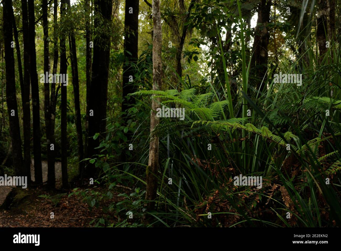 Der endemische Wald von Waipoua, ist dieses Gebiet ein Heiligtum der Pflanzen und Tiere. Urwald, der die ältesten Bäume auf der Insel enthält, ist es fast verschwunden trotz des Wunsches, Bürger zu erhalten, und das seit den 40er Jahren. Und im Jahr 1952 ist eine Fläche von 80 km2 Waldreservat für alle Zeit unantastbar. Neuseeland.Foret de Waipoua, cette Zone est un veritable sanctuaire vegetal et animal. Foret primordiale contenant les plus vieux arbres de l'ile, elle a failli disparaitre malgre une volonte citoyenne de la preserver, et ce depuis les annees 40. En 1952, un espace de 80 km2 devient Reserve fo Stockfoto