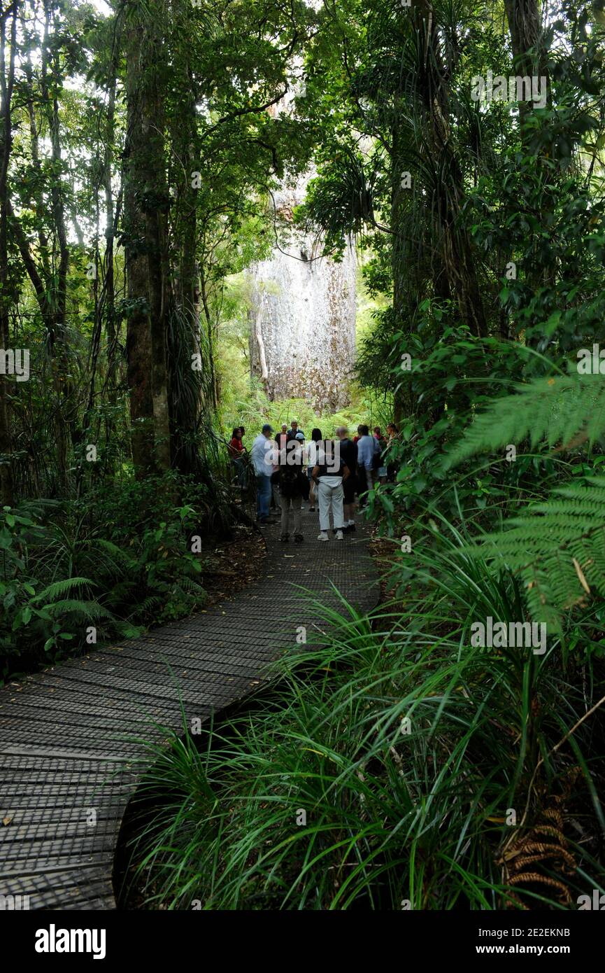 Der endemische Wald von Waipoua, ist dieses Gebiet ein Heiligtum der Pflanzen und Tiere. Urwald, der die ältesten Bäume auf der Insel enthält, ist es fast verschwunden trotz des Wunsches, Bürger zu erhalten, und das seit den 40er Jahren. Und im Jahr 1952 ist eine Fläche von 80 km2 Waldreservat für alle Zeit unantastbar. Neuseeland.Foret de Waipoua, cette Zone est un veritable sanctuaire vegetal et animal. Foret primordiale contenant les plus vieux arbres de l'ile, elle a failli disparaitre malgre une volonte citoyenne de la preserver, et ce depuis les annees 40. En 1952, un espace de 80 km2 devient Reserve fo Stockfoto