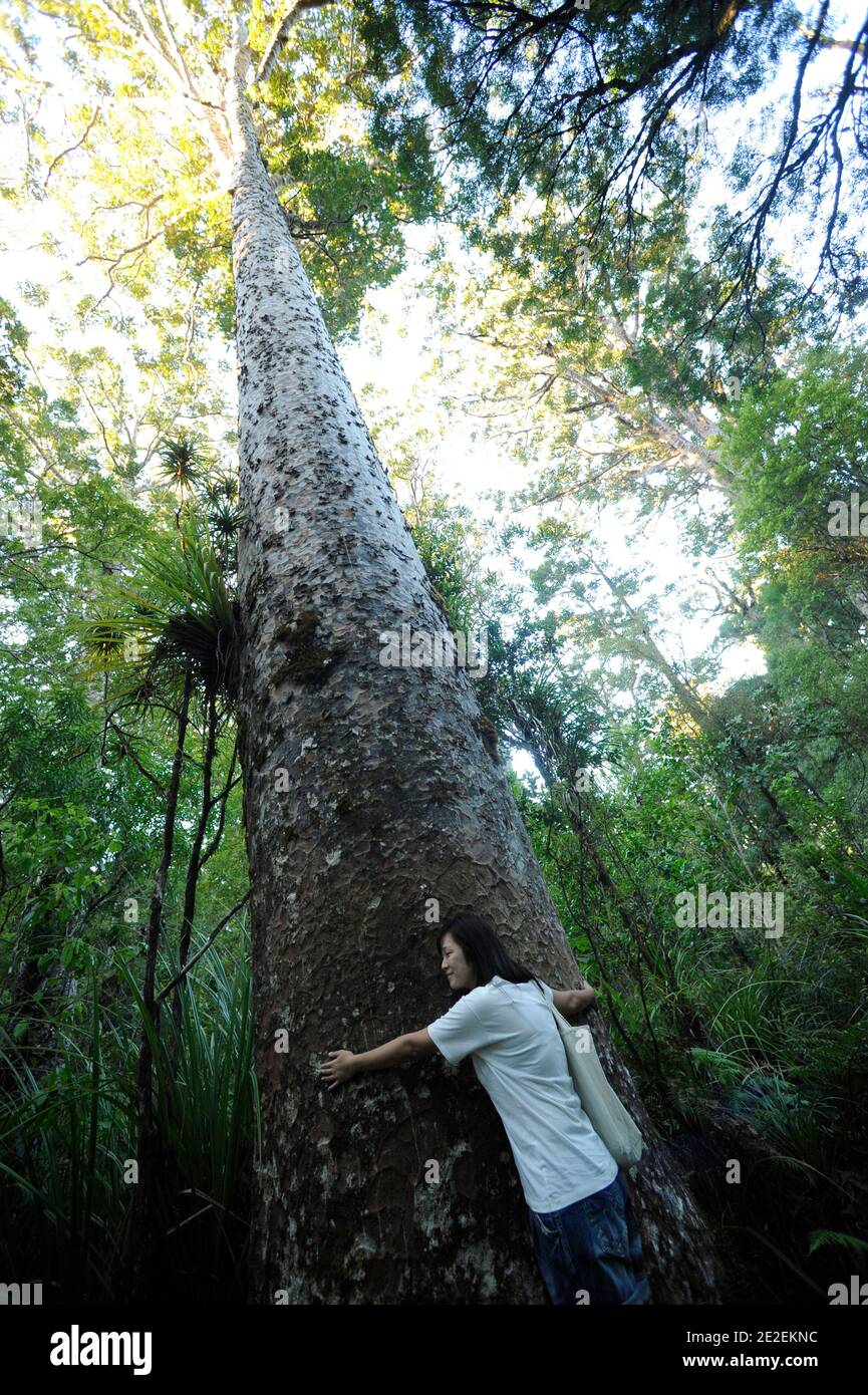 Der endemische Wald von Waipoua, ist dieses Gebiet ein Heiligtum der Pflanzen und Tiere. Urwald, der die ältesten Bäume auf der Insel enthält, ist es fast verschwunden trotz des Wunsches, Bürger zu erhalten, und das seit den 40er Jahren. Und im Jahr 1952 ist eine Fläche von 80 km2 Waldreservat für alle Zeit unantastbar. Neuseeland.Foret de Waipoua, cette Zone est un veritable sanctuaire vegetal et animal. Foret primordiale contenant les plus vieux arbres de l'ile, elle a failli disparaitre malgre une volonte citoyenne de la preserver, et ce depuis les annees 40. En 1952, un espace de 80 km2 devient Reserve fo Stockfoto