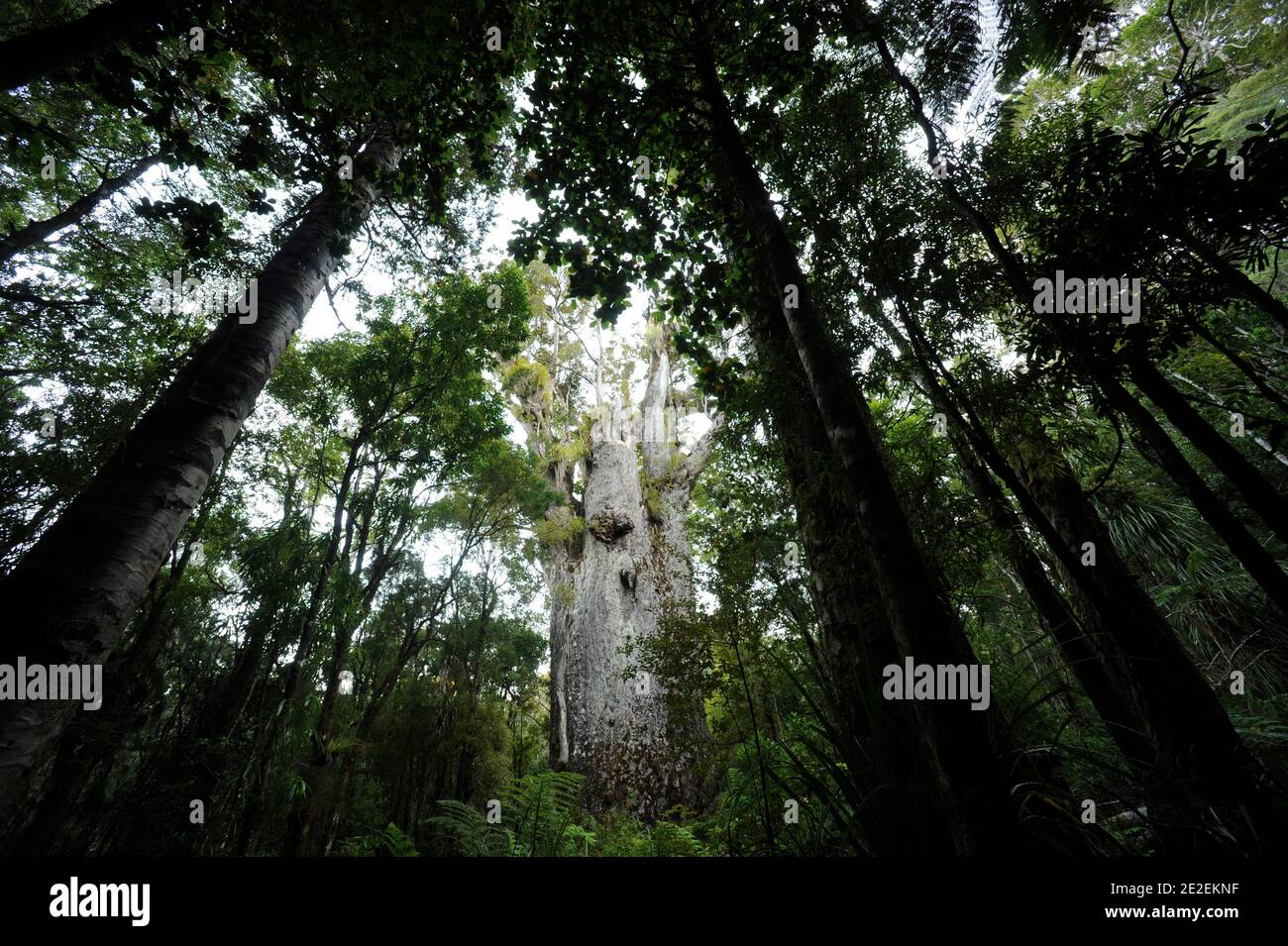 Der endemische Wald von Waipoua, ist dieses Gebiet ein Heiligtum der Pflanzen und Tiere. Urwald, der die ältesten Bäume auf der Insel enthält, ist es fast verschwunden trotz des Wunsches, Bürger zu erhalten, und das seit den 40er Jahren. Und im Jahr 1952 ist eine Fläche von 80 km2 Waldreservat für alle Zeit unantastbar. Neuseeland.Foret de Waipoua, cette Zone est un veritable sanctuaire vegetal et animal. Foret primordiale contenant les plus vieux arbres de l'ile, elle a failli disparaitre malgre une volonte citoyenne de la preserver, et ce depuis les annees 40. En 1952, un espace de 80 km2 devient Reserve fo Stockfoto