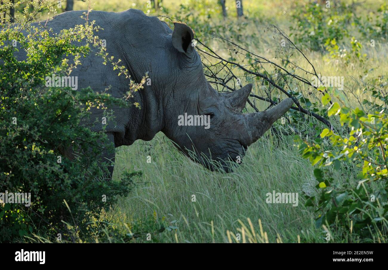 Weißes Nashorn (Ceratotherium simum) in 'The Ongava Game Reserve and the Etosha National Park'The Ongava Game Reserve, ist ein privates 30,000 Hektar großes Wildreservat, das an der südlichen Grenze des Etosha National Park, Namibia, liegt. Rhinoceros Blanc(Ceratotherium simum), 'Ongava Game Reserve and the Etosha National Park', Reserve privee de 30.000 Hektar qui est situee pres de la limite sud du Parc National d'Etosha, en Namibie , 2008. Foto von David Lefranc/ABACAPRESS.COM Stockfoto