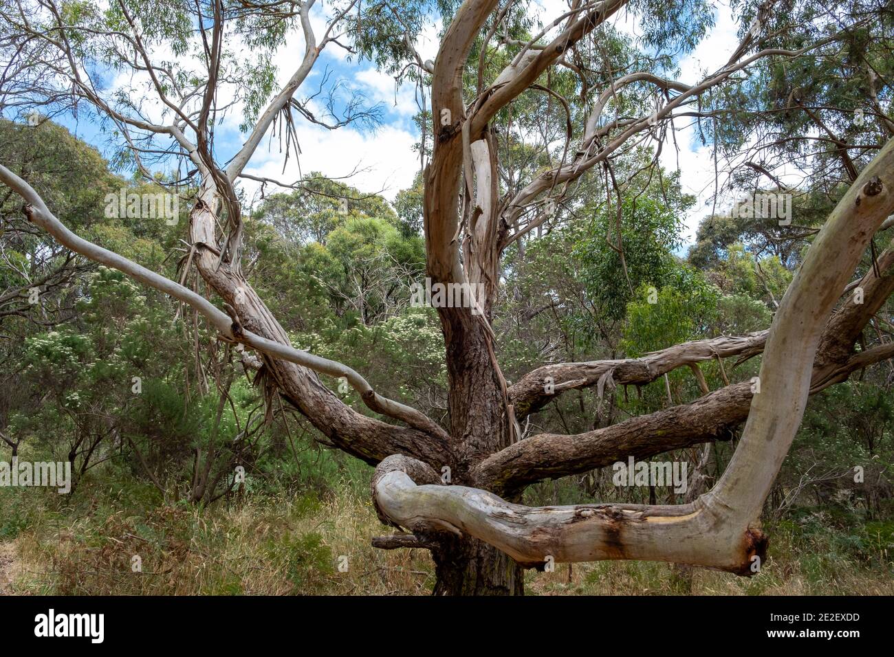 Komplizierte Eukalyptuszweige in Victoria, Australien Stockfoto