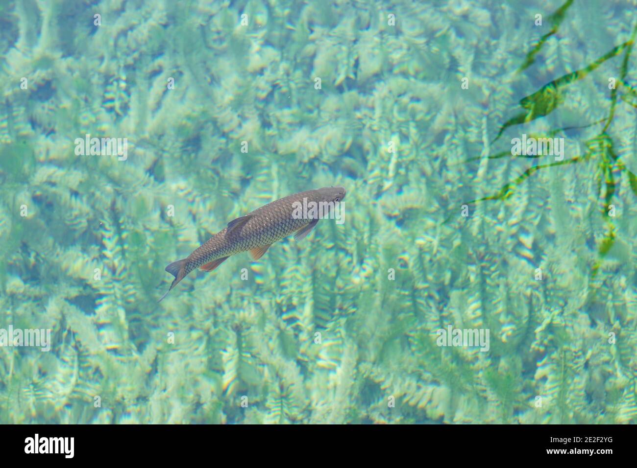 Fische sichtbar in klarem Wasser mit Pflanzen, Plitvice, Kroatien, Nationalpark UNESCO Stockfoto