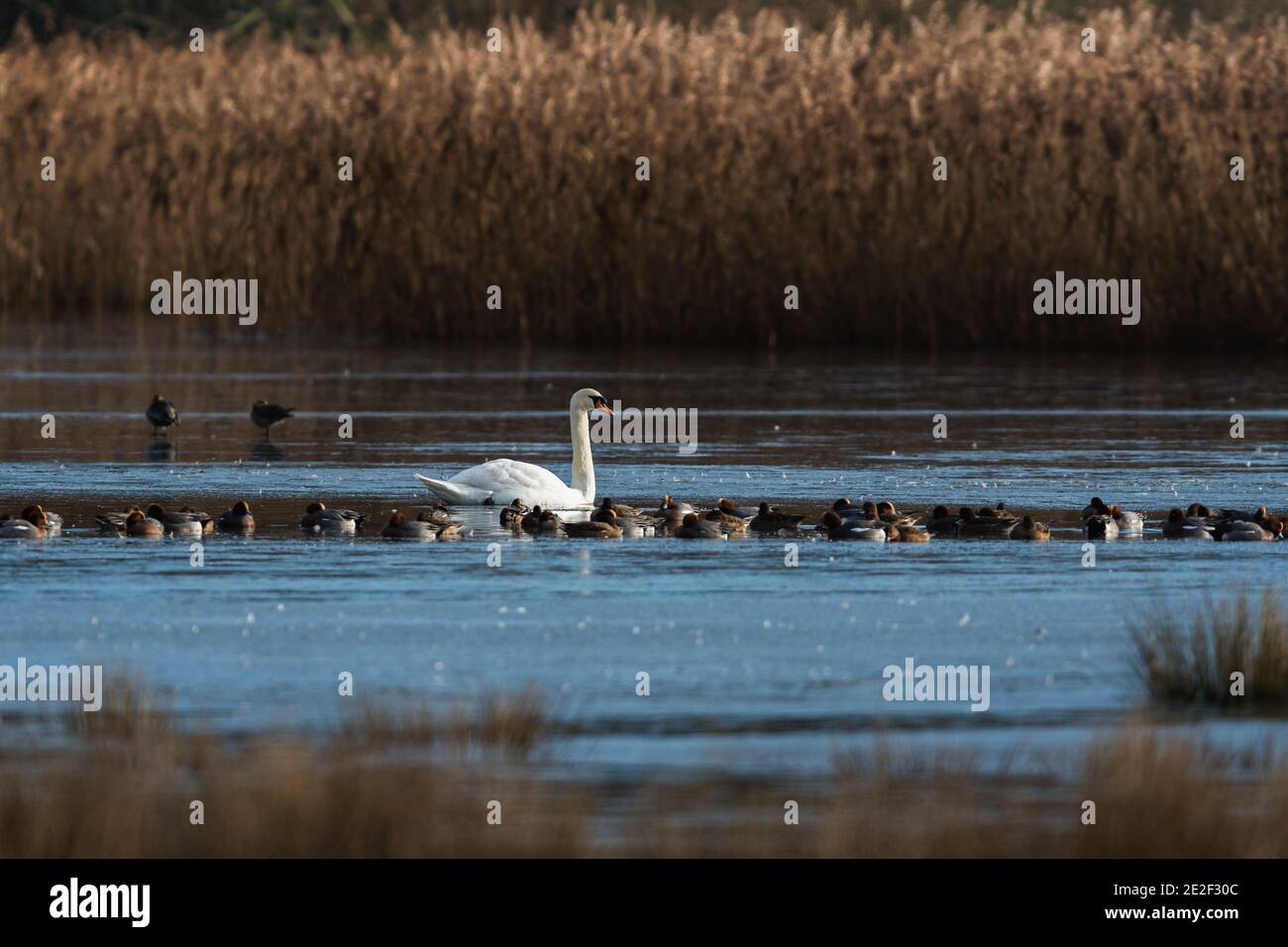Mute Swan, Cygnus olor in der Morgensonne Licht auf gefrorenen Fluss Stockfoto