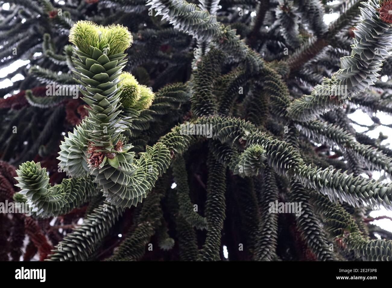 Araucaria araucana Monkey Puzzle-Baum mit männlichen Zapfen, Januar, England, Großbritannien Stockfoto