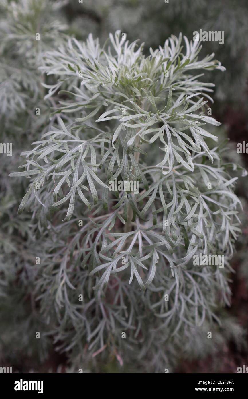 Artemisia ‘Powis Castle’ Wermut - silbrig-federiges Laub, Januar, England, Großbritannien Stockfoto