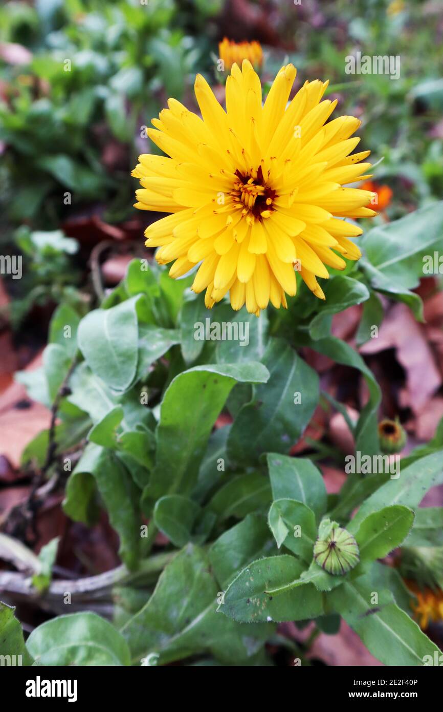 Calendula officinalis Pot Ringelblume – gelbe Gänseblümchen-ähnliche Blüten mit medizinischen Eigenschaften, Januar, England, Großbritannien Stockfoto