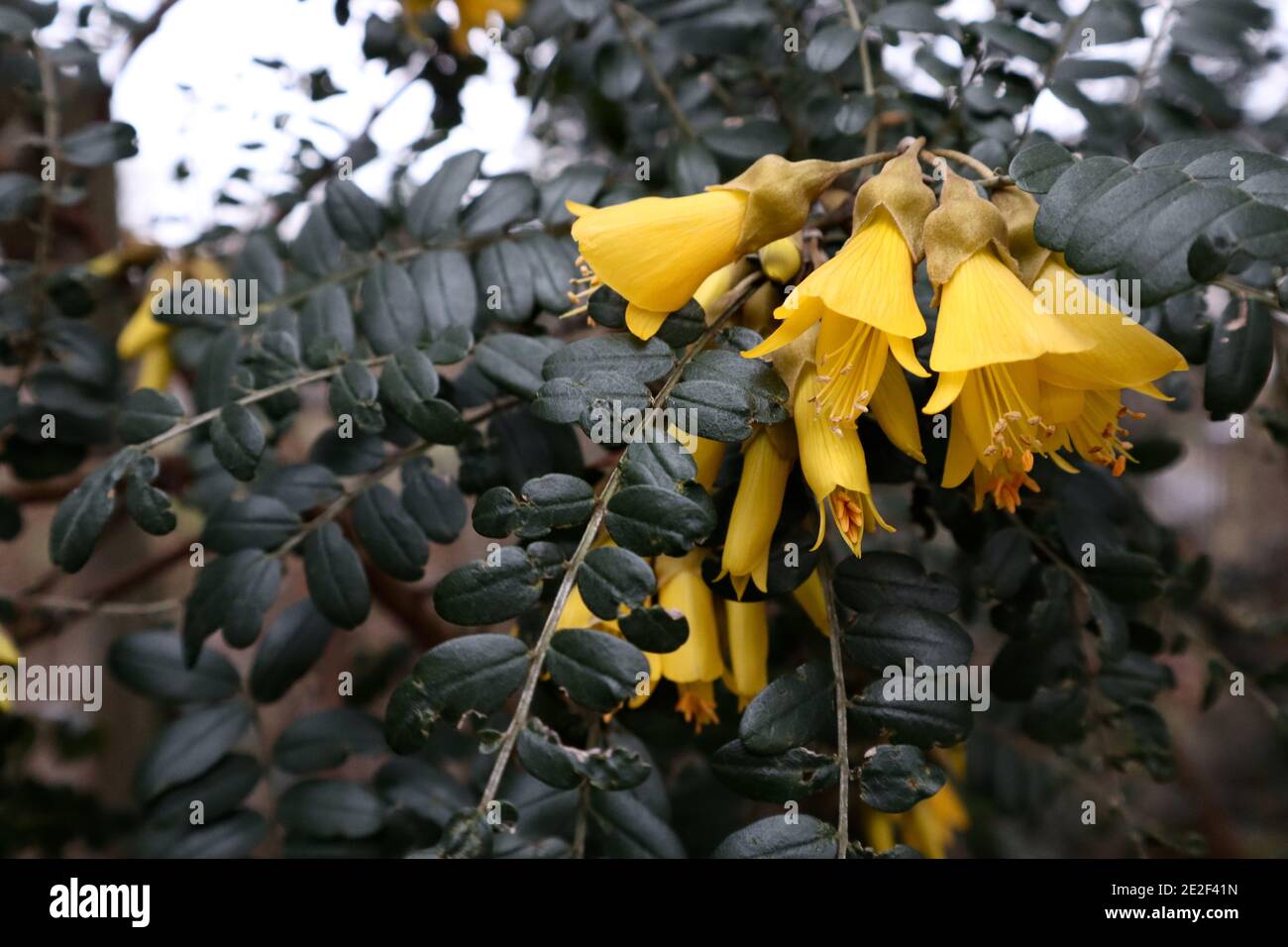 Sophora molloyi ‘Dragon’s Gold’ Kowhai-Baum – röhrenförmige gelbe Blüten und kleine ovale Blätter, Januar, England, Großbritannien Stockfoto