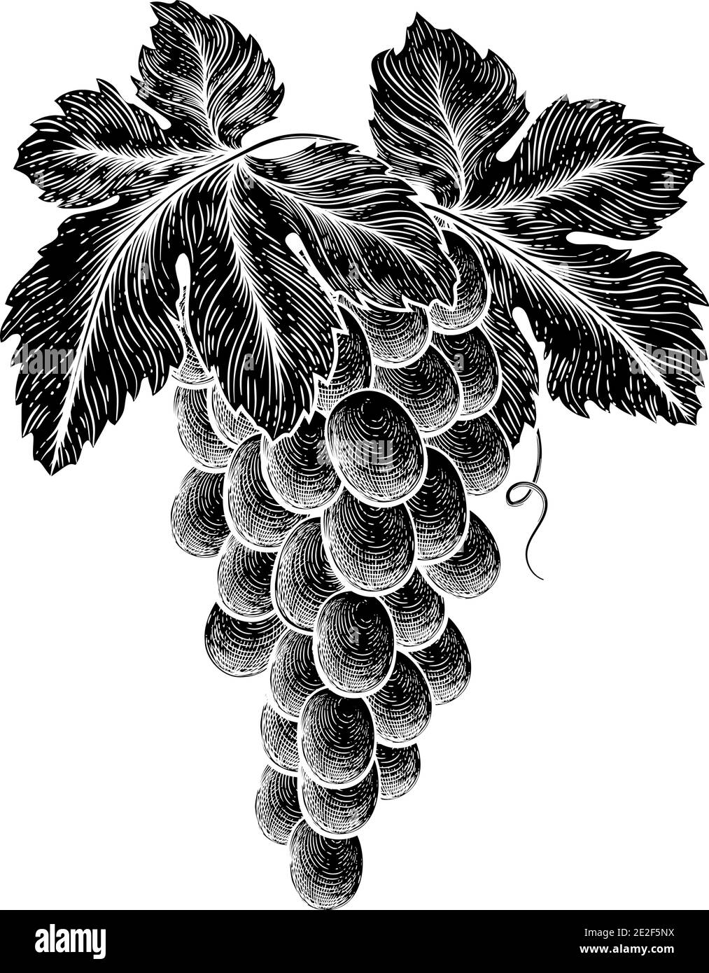 Trauben am Weinstock mit Blättern Stock Vektor