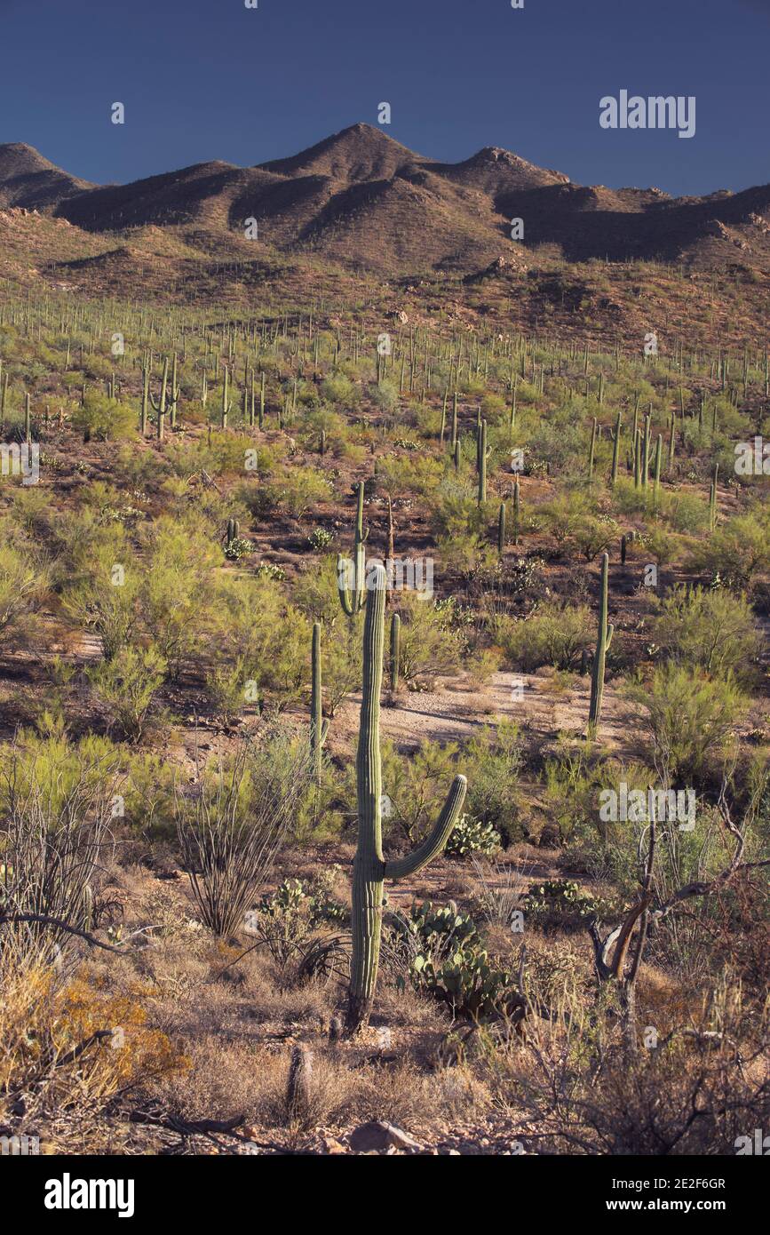 Saguaro Kaktusgarten Stockfoto