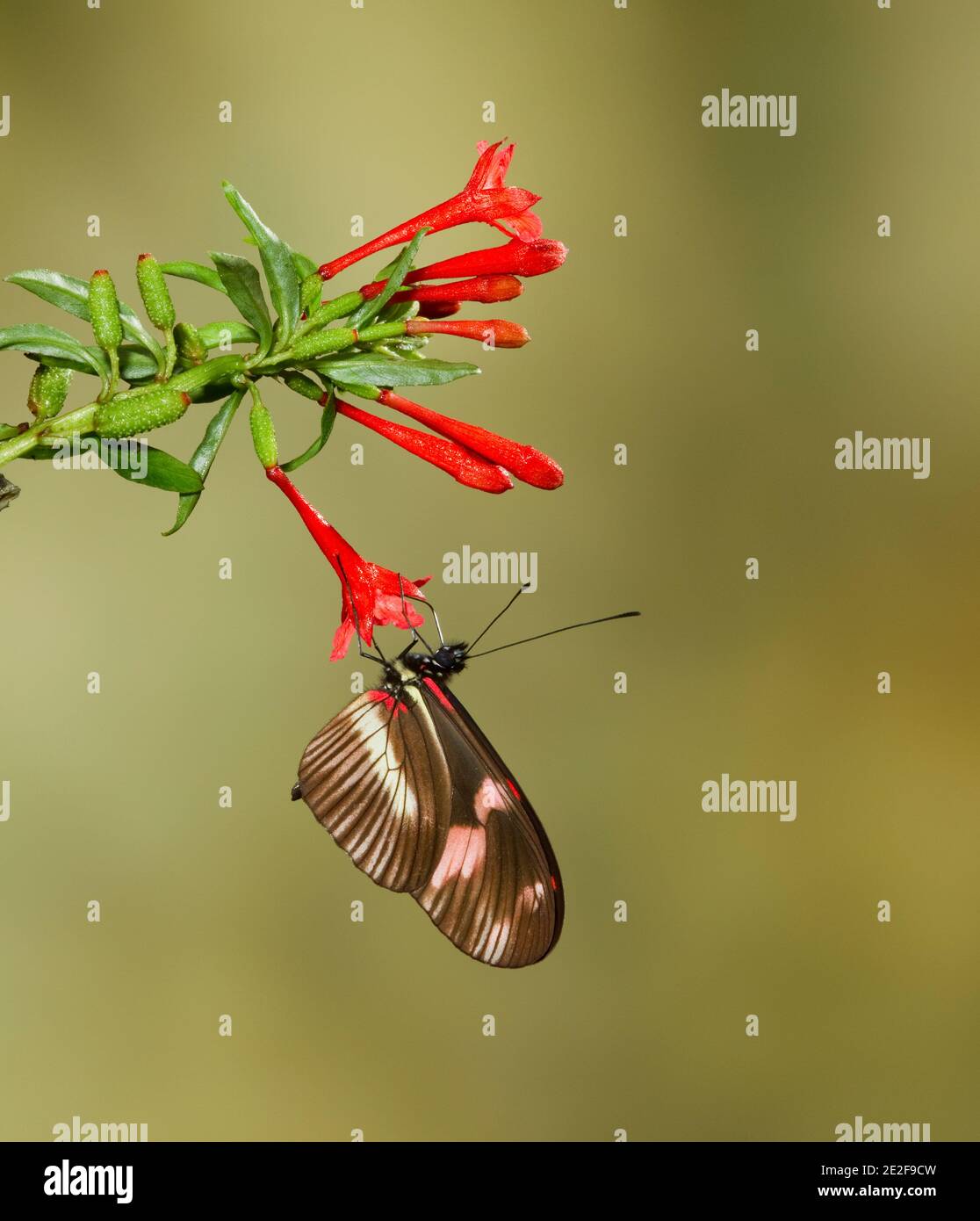 Kirschbaum-Schmetterling, Heliconius telesiphe, Fütterung an Fuchsia orientalis Blume, Onagraceae. Stockfoto