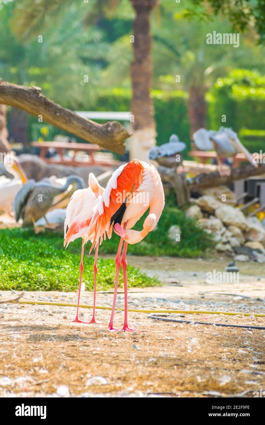 Vertikale Aufnahme eines Flamingos im Al Areen Wildlife Park In Bahrain Stockfoto