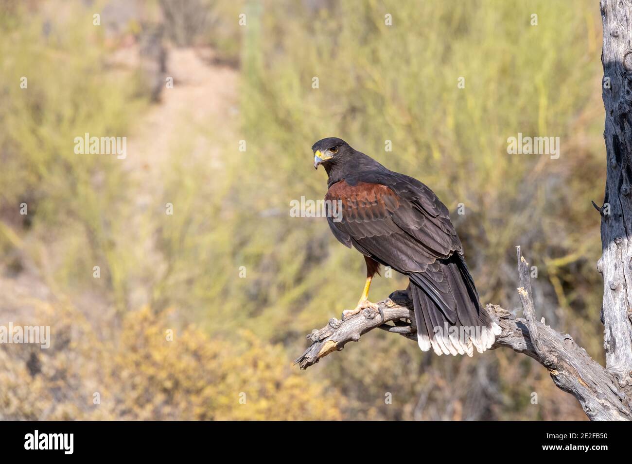 Harris's Hawk thront in der Nähe von Palo Verde Bäumen Stockfoto