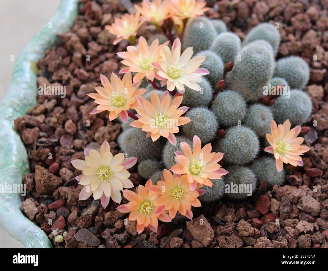 Rebutia cv. Sonnenaufgang, ein Rebutia Hybrid, Cactaceae, Aprikosen-farbige Rebutia Kaktusblüten. Stockfoto