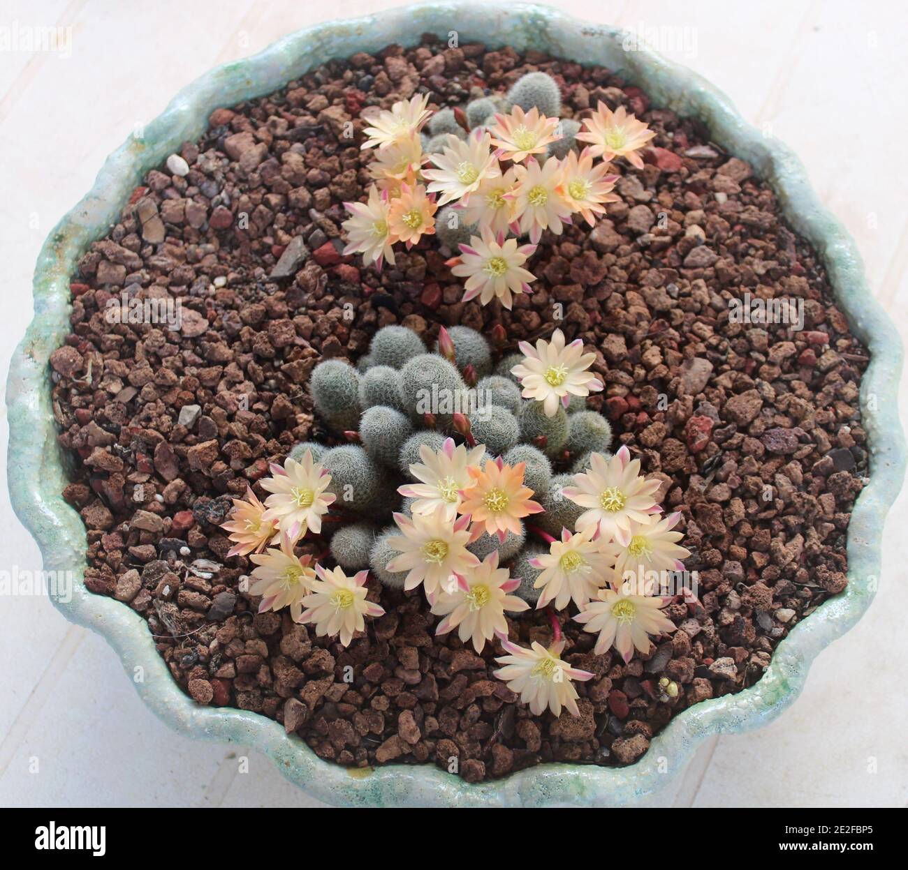 Rebutia cv. Sonnenaufgang, ein Rebutia Hybrid, Cactaceae, Aprikosen-farbige Rebutia Kaktusblüten. Stockfoto