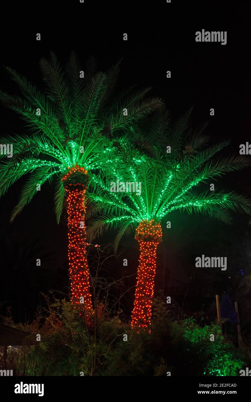 Palm Tree Light-Anzeige Stockfoto