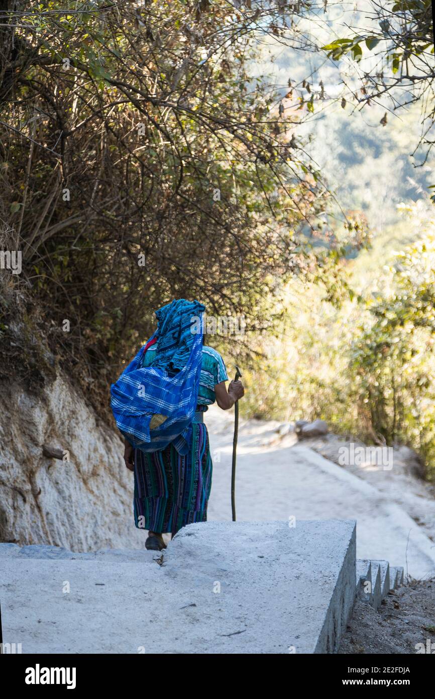 Indigene Frau mit typisch guatemaltekischen Kleid geht den Berg hinunter Inmitten von Bäumen und Natur - alte Frau Walking mit Stock - native workin Stockfoto