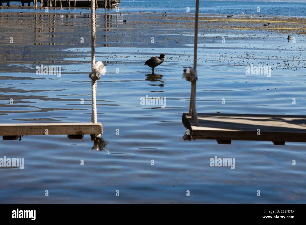 Entenschwimmen im Atitlan See am Morgen - Ente Abkühlung im See in der Mitte von zwei Schaukeln in der Mitte des Wassers Stockfoto