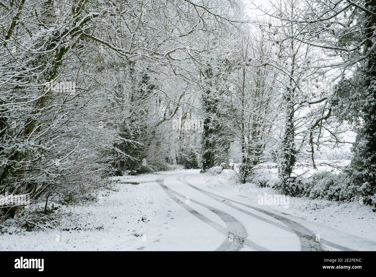 Schneebedeckte, von Bäumen gesäumte Straße im Dezember. Nahe Upper Slaughter, Cotswolds, Gloucestershire, England Stockfoto
