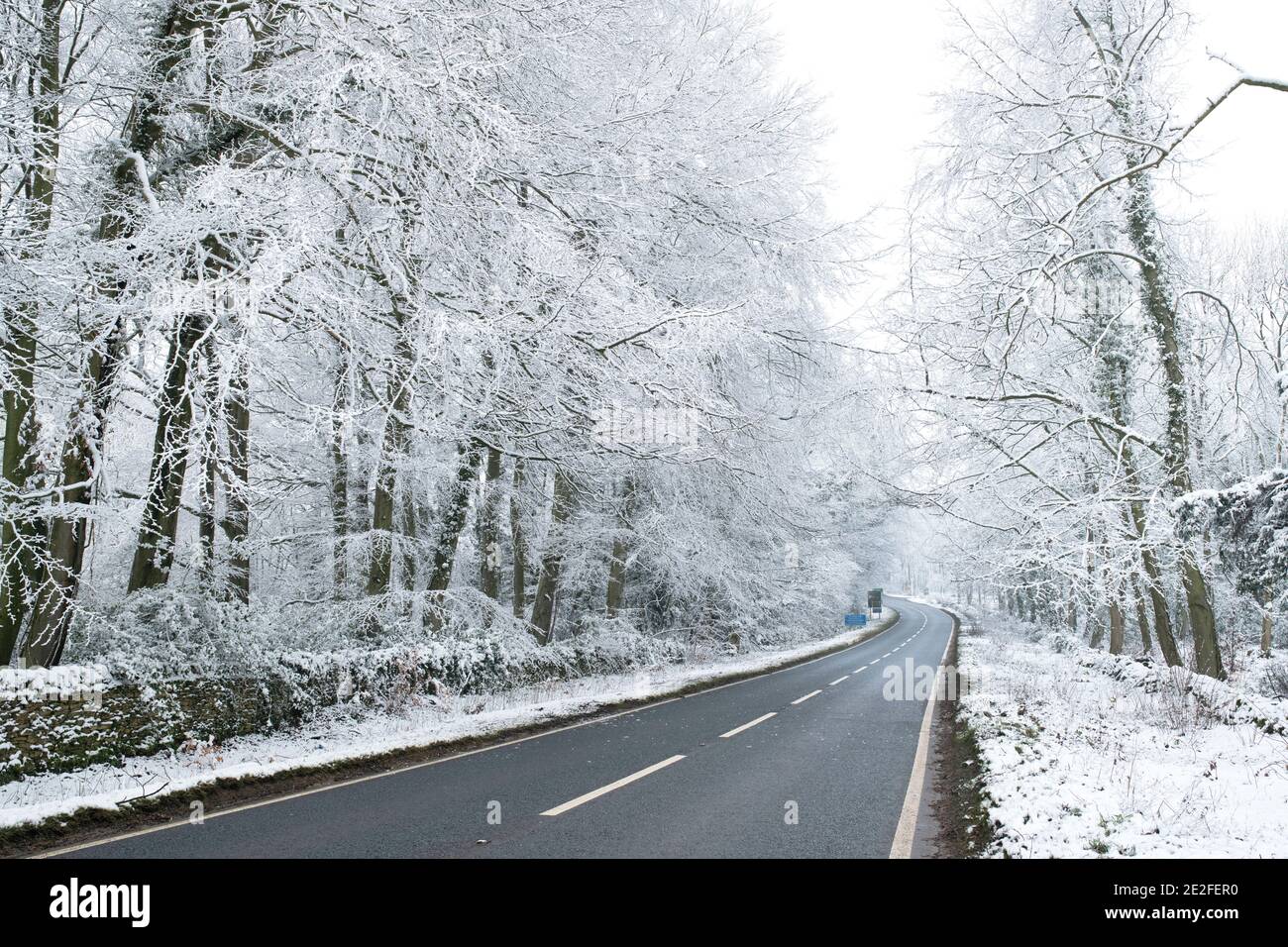 Schneebedeckte, von Bäumen gesäumte Straße im Dezember. In Der Nähe Von Chipping Campden, Cotswolds, Gloucestershire, England Stockfoto