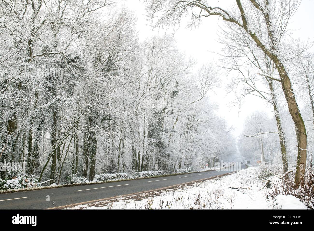 Schneebedeckte, von Bäumen gesäumte Straße im Dezember. In Der Nähe Von Chipping Campden, Cotswolds, Gloucestershire, England Stockfoto