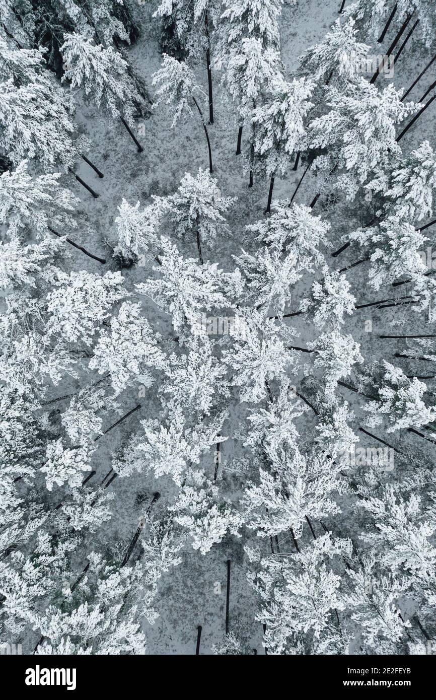 Vertikale High-Angle-Aufnahme der schönen schneebedeckten Bäume in Der Wald Stockfoto