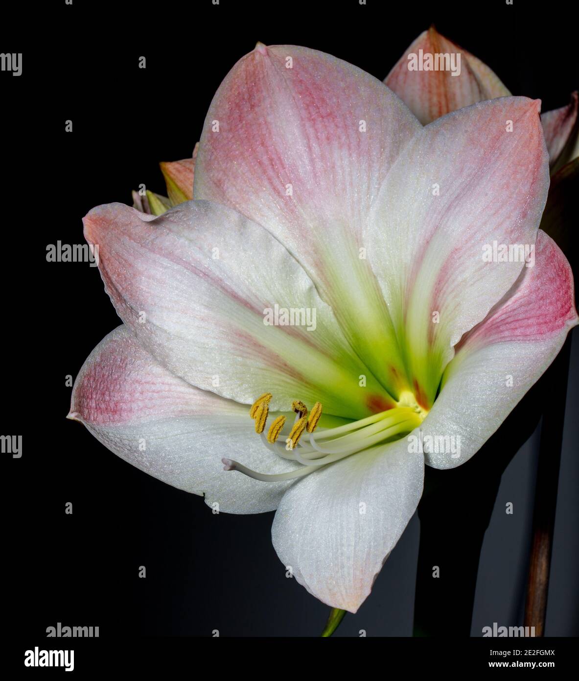 Hippeastrum, Amaryllis (Hippeastrum x Hortorum) Stockfoto