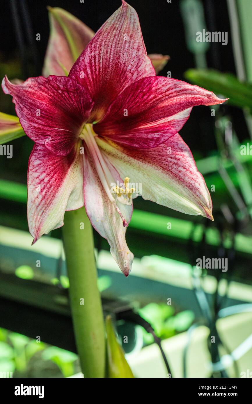 'Tosca' Hippeastrum, Amaryllis (Hippeastrum x Hortorum) Stockfoto