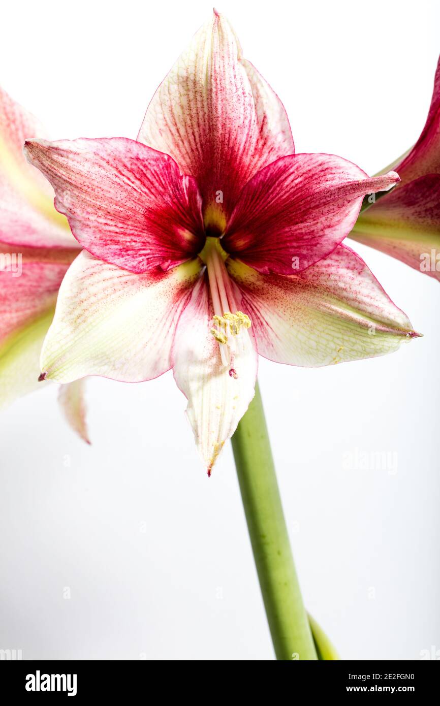 'Tosca' Hippeastrum, Amaryllis (Hippeastrum x Hortorum) Stockfoto