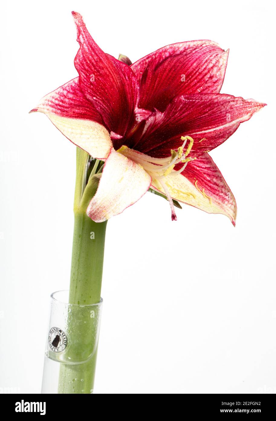 'Tosca' Hippeastrum, Amaryllis (Hippeastrum x Hortorum) Stockfoto