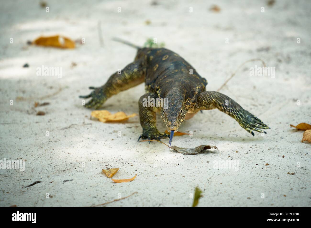 Warane haben lange Hälse, kräftige Schwänze und Krallen und gut entwickelte Gliedmaßen. Stockfoto